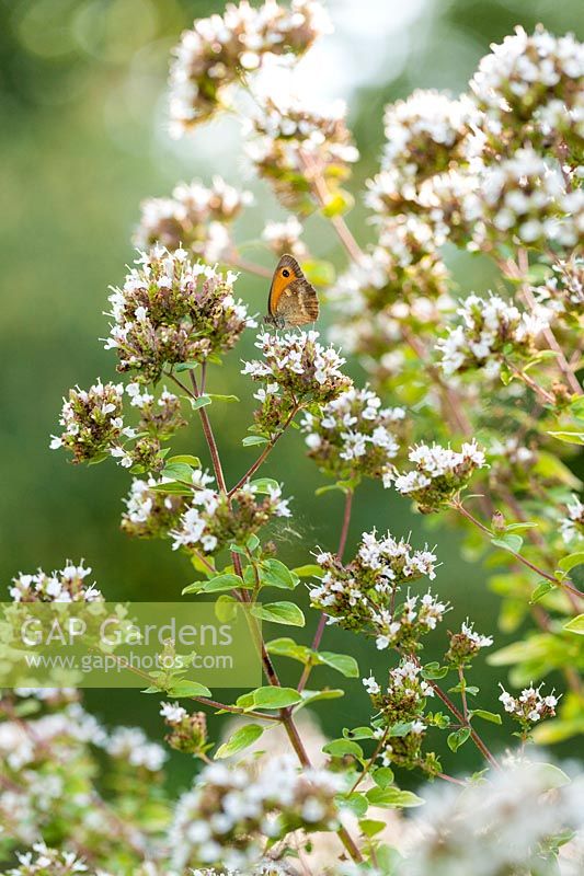 Butterfly on flowering Origanum vulgare 'Aureum', Oregano. 