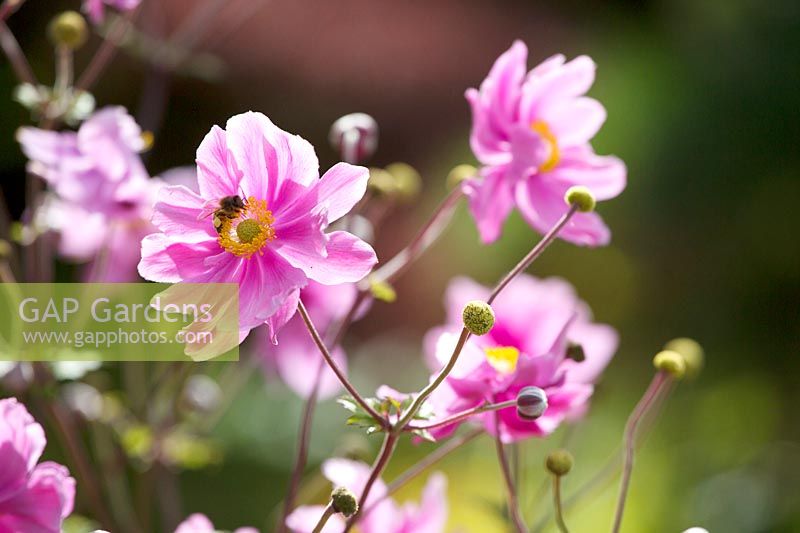 Anemone x hybrida  - Japanese anemone flowers visited by a bee