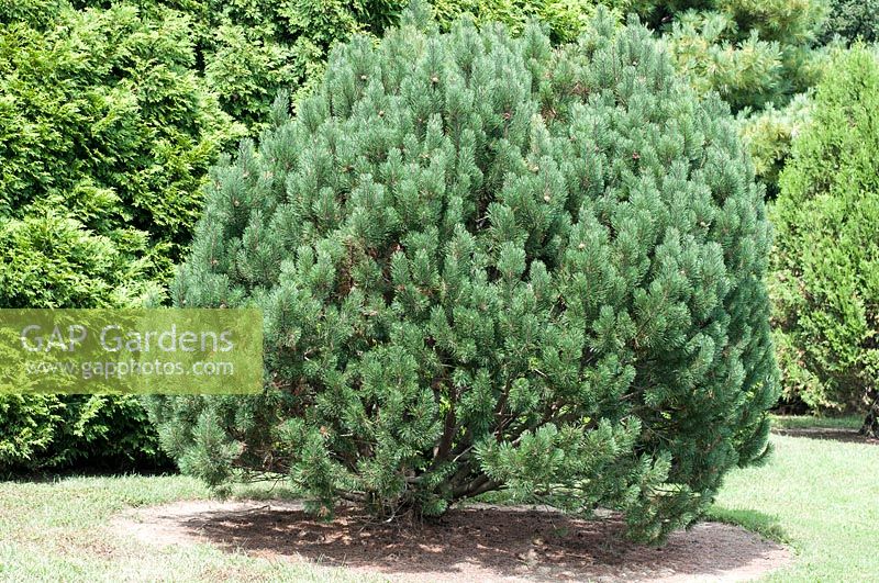 Pinus heldreichii
