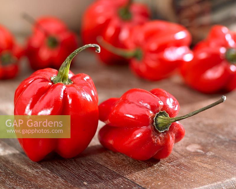 Capsicum chinense 'Adjuma' - chili peppers