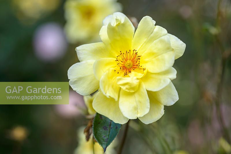 Rosa 'Golden Showers'