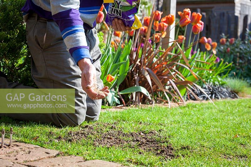 Repairing bare patches in the lawn with grass seed