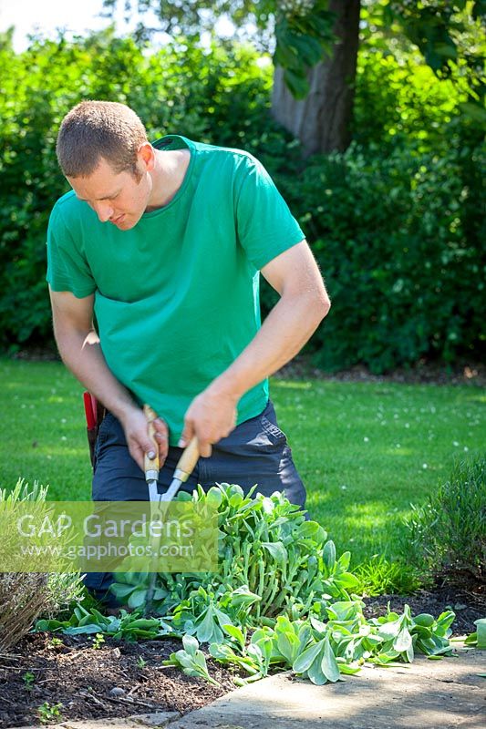 Doing a 'Chelsea Chop' on a Sedum - cutting back by a third with hand shears in early summer to encourage strong and more compact growth later in the season.