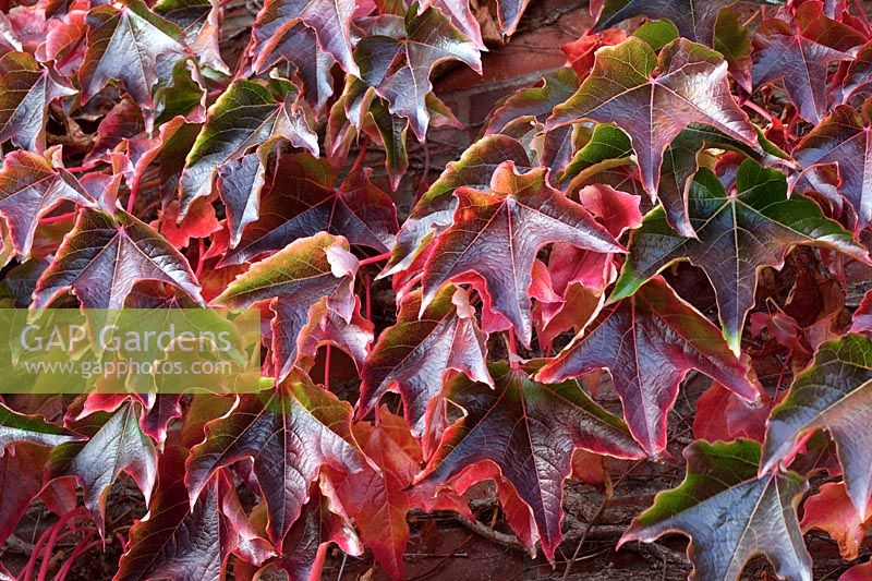 Parthenocissus tricuspidata 'Veitchii' Boston Ivy