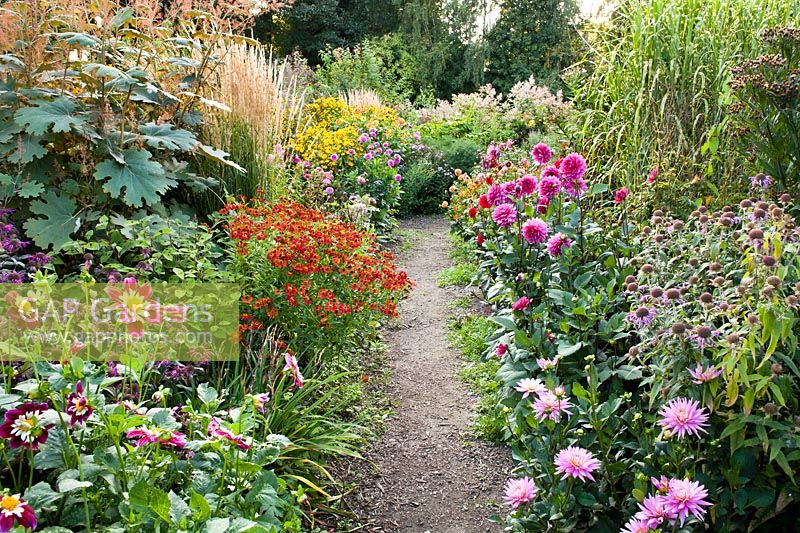 A path leading though summer borders of Monarda, Macleya microcarpa, Helenium 'Potters Wheel', Dahlia 'Libretto', Calamagrostis x acutiflora 'Karl Foerster', Dahlia 'Sandra' and Dahlia 'Engelhardts Matador'.