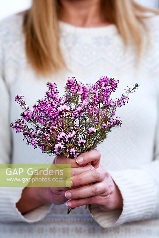 Woman holding bunch of Erica carnea, heather. 