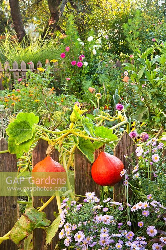 Mixed planting includes annuals, vegetables, perennials  and herbs -  Dahlia, Tagetes, Peppers, Lavandula, Asters with pumpkin Cucurbita 'Hokkaido' growing on wooden picket fence.
