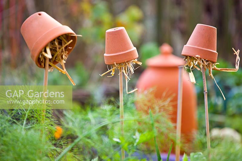 Small terracotta pots filled with straw and suspended on bamboo poles in vegetable garden - earwig traps 