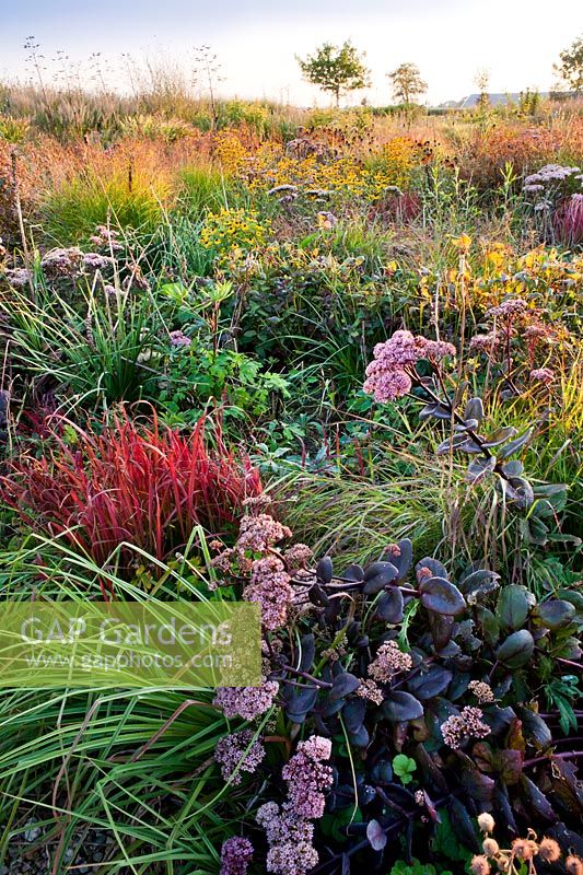 Mixed border of perennials and ornamental grasses in a late summer prairie garden including Sedum 'Matrona', Rudbeckia triloba, Panicum virgatum 'Rehbraun', Imperata cylindrica 'Red Baron'. Lianne's Siergrassen, De Wilp.