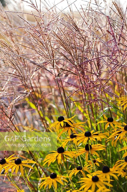 Rudbeckia fulgida var. deamii and Miscanthus sinensis 'Ferner Osten'