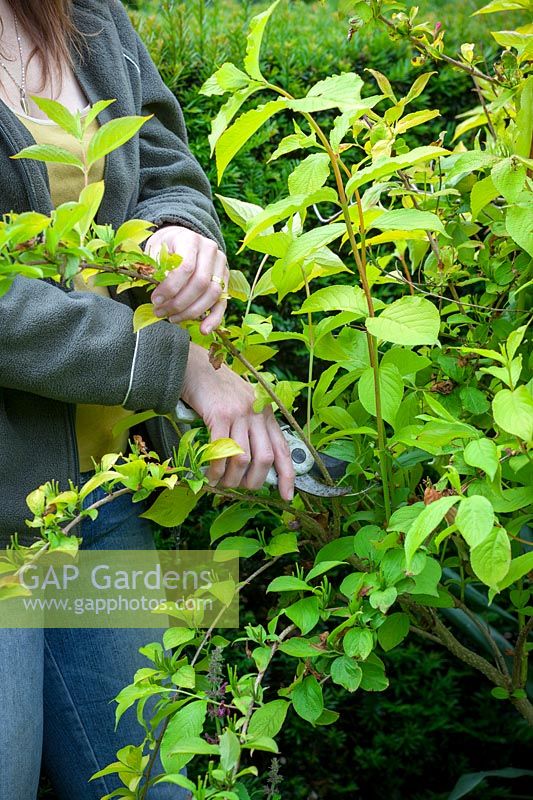 Pruning a spring flowering shrub -Weigela - after it has finished flowering by removing the flowered stems.