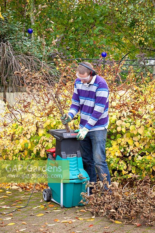 Man using a shredding machine to shred prunings. 