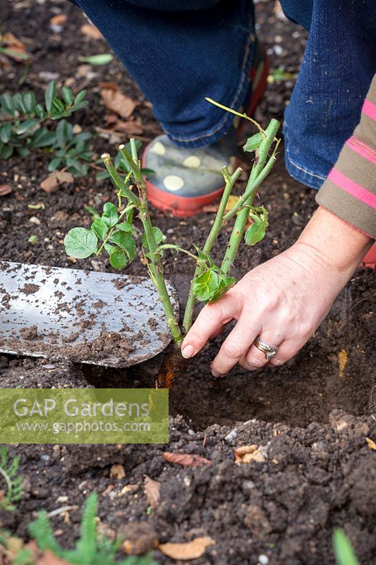 Woman planting a bare root rose - checking crown is level with the top of the soil