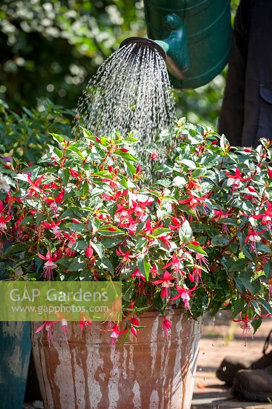 Feeding a container grown fuchsia with liquid feed using a watering can.