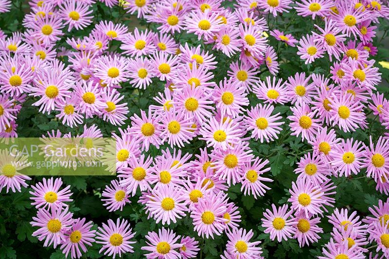 Chrysanthemum 'Carmine Blush