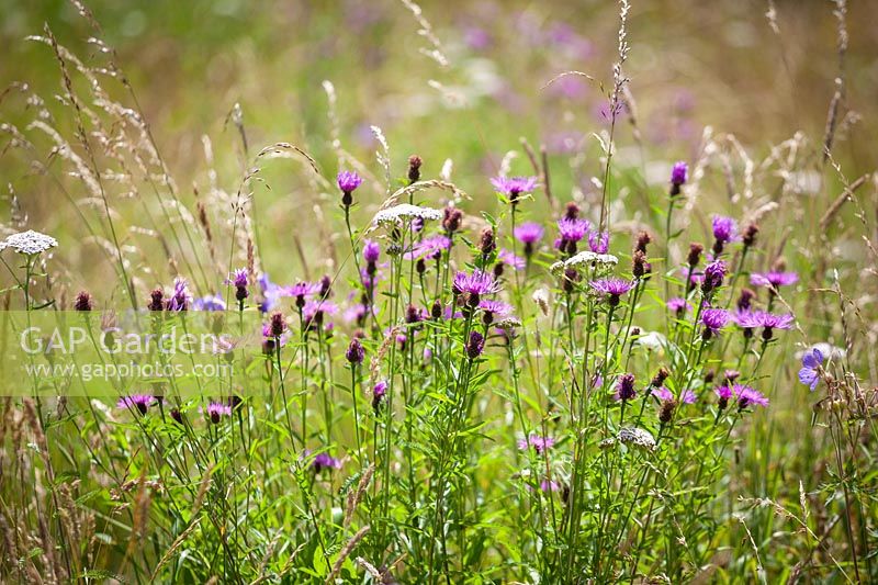 Greater knapweed - Centaurea scabiosa and yarrow - Achillea millefolium in a meadow