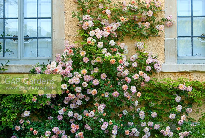 Rosa 'FranÃ§ois Juranville' growing against Manor House, Ablington Manor, Gloucestershire

