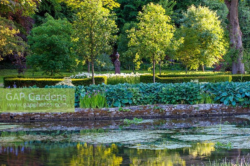 View across the river coln to box edged bed with hostas and Iris 'White Swirl' - Ablington Manor, gloucestershire: 