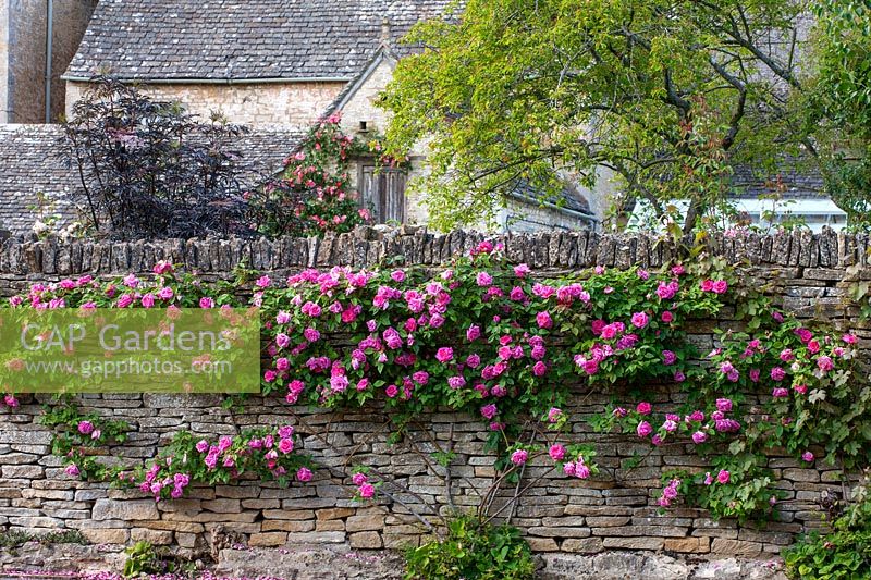 Pink climbing rose growing on stone garden wall.
