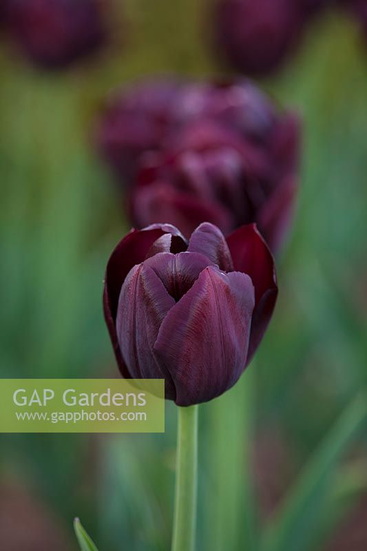 Tulipa 'Blackjack' 