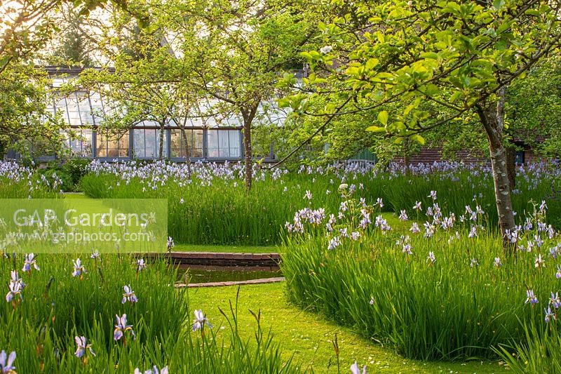 Orchard with apple trees underplanted with Iris sibirica 'Papillon' and grass paths
 - 