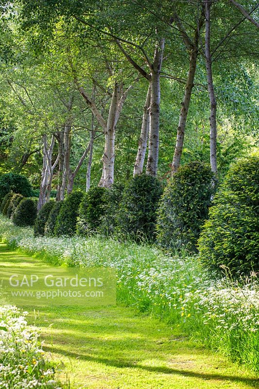 Grass path with cow parsley, white poplars - Populus 'Alba' - Clipped topiary yews.