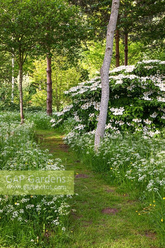 Viburnum and cow parsley with white poplars - Populus alba, Herefordshire.