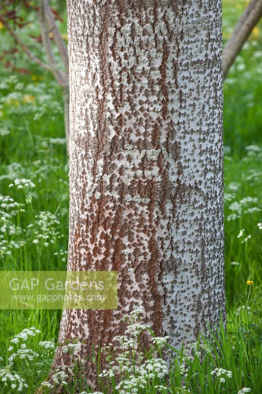Bark Of White Poplar Stock Photo By Clive Nichols Image 1253652