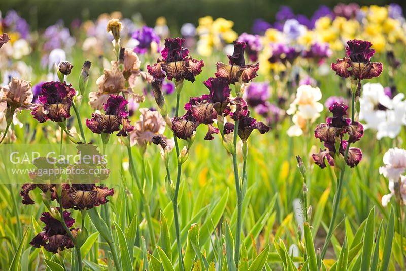 Iris 'Drama Queen' - bearded iris