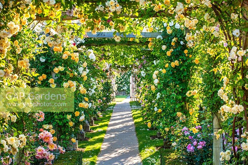 David Austin Roses - by Clive Nichols - GAP Gardens