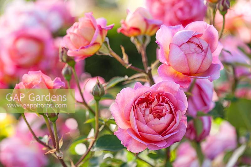 Rosa Boscobel - R. 'Auscousin' - David Austin English rose
