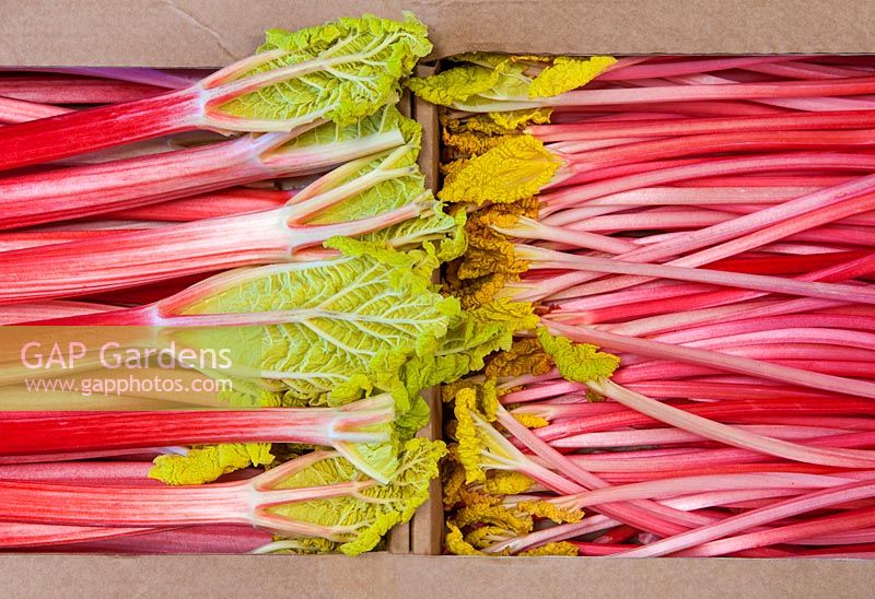 Packed rhubarb stems ready for transport. 
