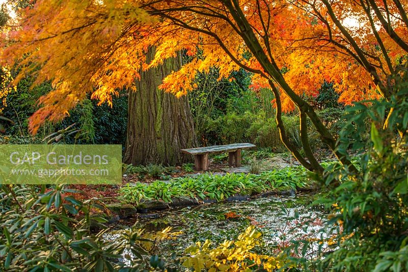 Pond with Acer palmatum seiryu and wooden bench.