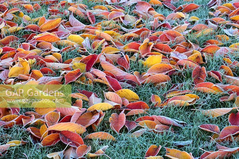 Fallen leaves of Prunus 'Taihaku' in frost.