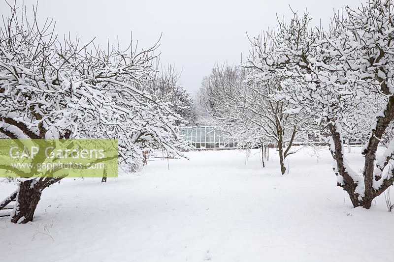 An avenue of gnarled snow covered Apple trees in the orchard leading to the restored Victorian greenhouse