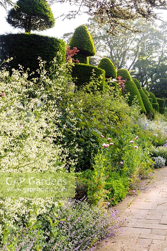 Crambe cordifolia creates a cloud of white flowers in the herbaceous border with Nepeta x faassenii and papaver, against a backdrop of evergreen topiary at Askham Hall, near Penrith, Cumbria, UK. 