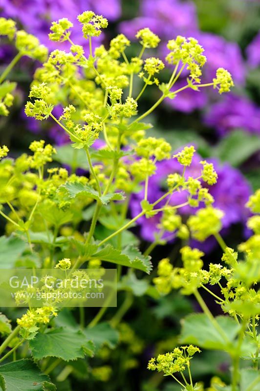 Alchemilla mollis. 