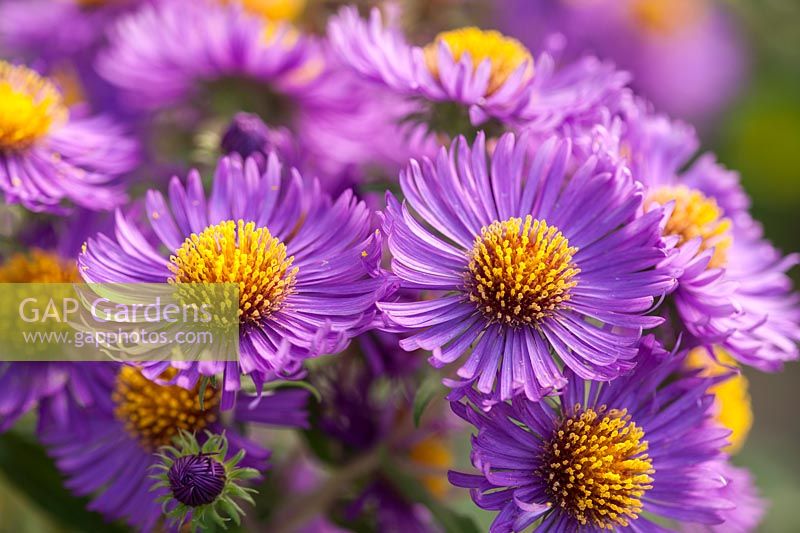 Aster novae- Angliae norwell - Michaelmas daisy