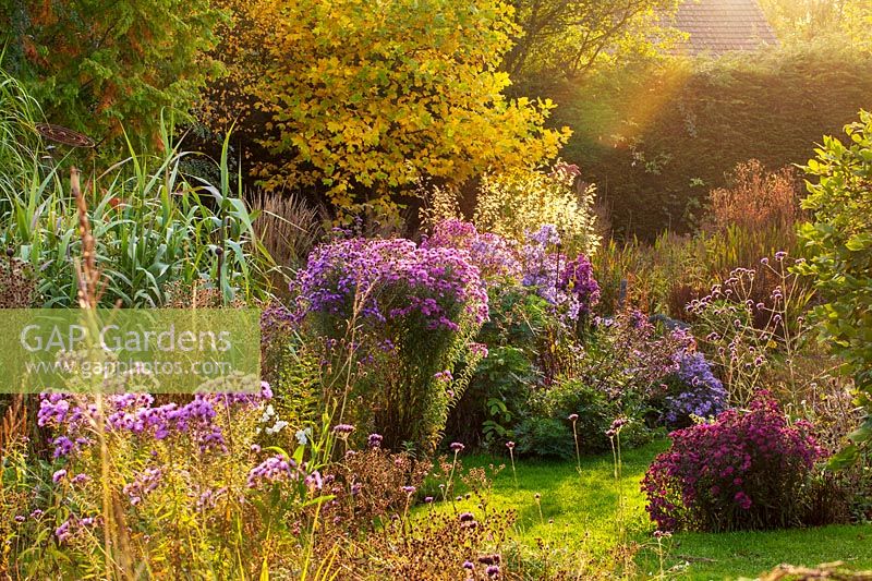 Border of Asters in the evening sun at Norwell Nurseries, Nottinghamshire.