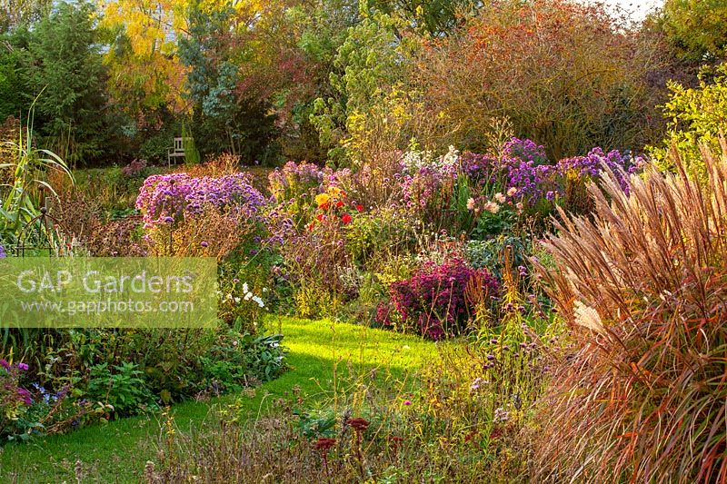 Border of Asters in the evening sun at Norwell Nurseries, Nottinghamshire.