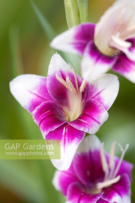 Gladioli 'Adrienne'