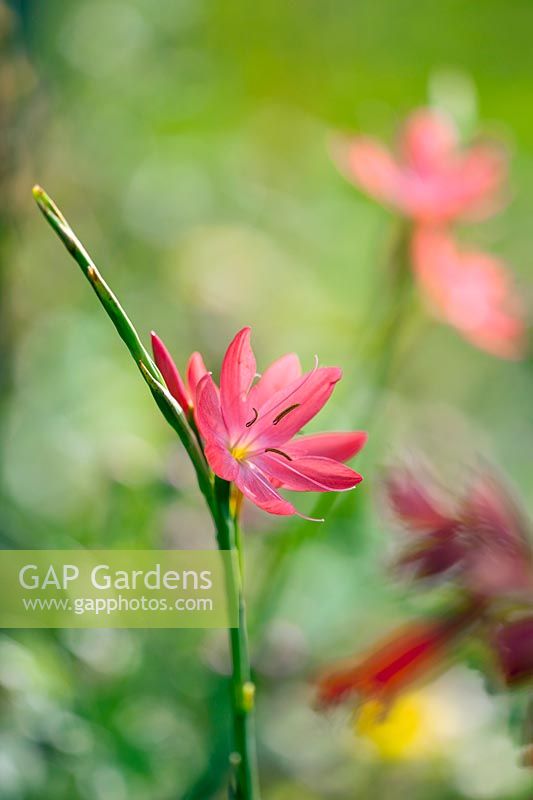 Hesperantha coccinea 'Rosea'