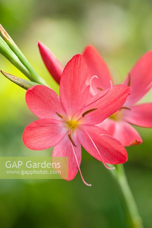 Schizostylis coccinea 'Rosea' 