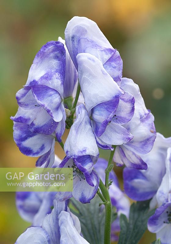 Aconitum carmichaelii Arendsii Group 'Cloudy'. 