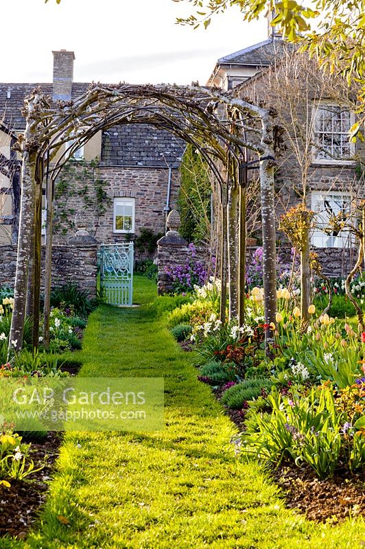 A natural arch of trained Sorbus aria 'Lutescens' - whitebeams - in cutting garden at Brilley 'Court' farm, whitney-on-wye, herefordshire, UK. 