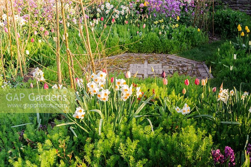 A view of a Cutting garden with purple Lunaria annua, Tulipa, Narcissus 'Geranium' at Brilley Court Farm, Whitney-on-Wye, Herefordshire, UK.