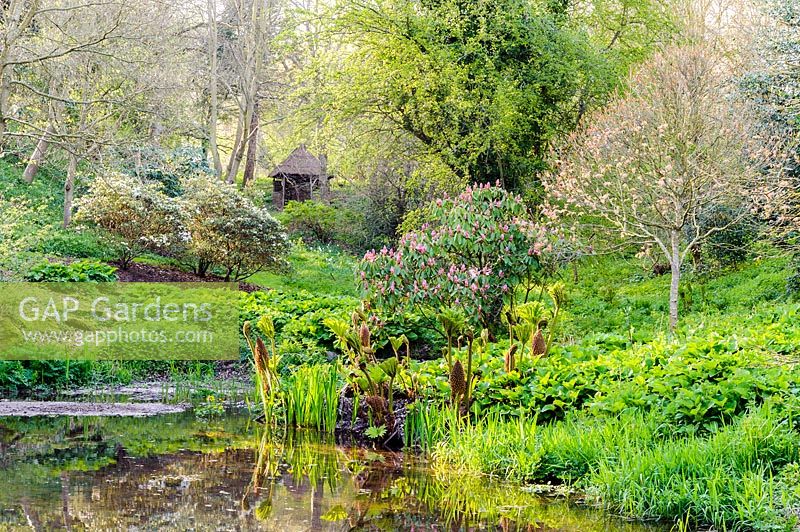Pond in the valley garden with rhododendrons, Gunnera and the new pink growth of Acer pseudoplatanus 'Brilliantissimum' at Brilley Court Farm, Whitney-on-Wye, Herefordshire, UK. 