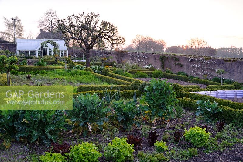 Overview of walled kitchen garden with Buxus - box-edged beds, trained fruit, apple tree and 
and greenhouse
