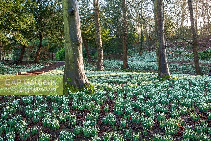 Woodland with carpets of Galanthus - snowdrops
