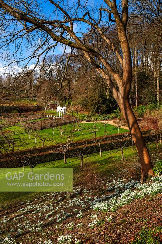 Glimpse of formal garden below from the top of a woodland bank carpeted with snowdrops